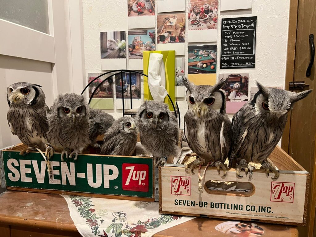 広島初のフクロウカフェ