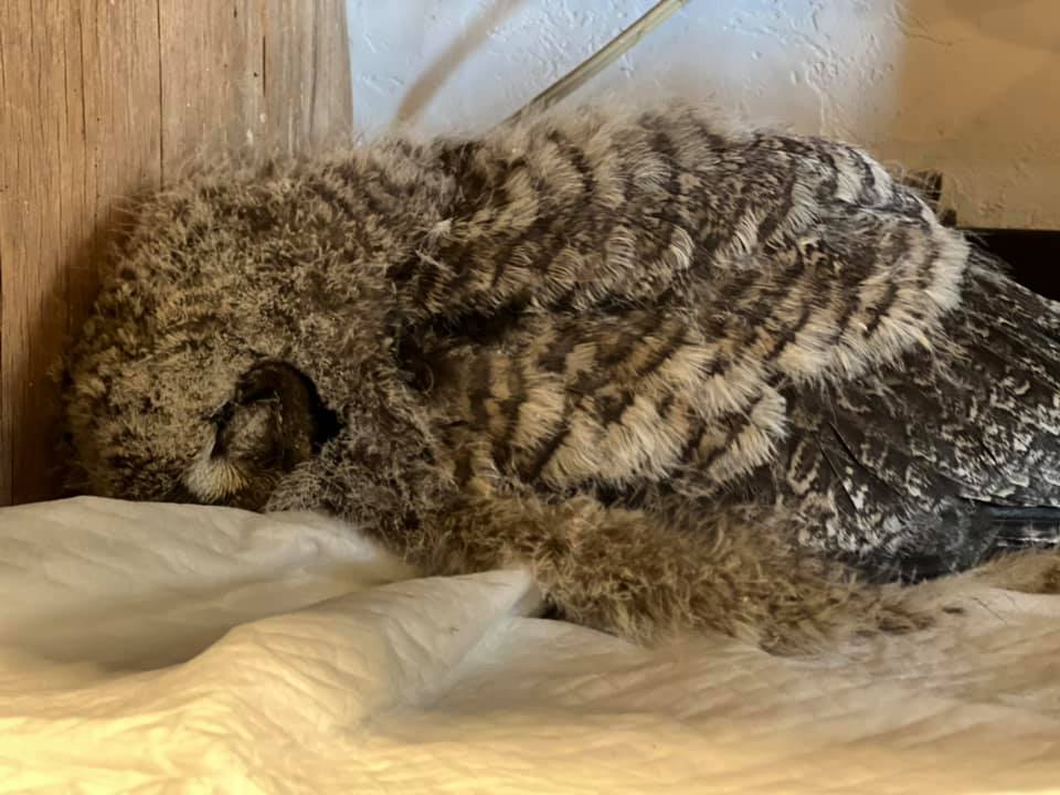 ペットホテルで休むフクロウ