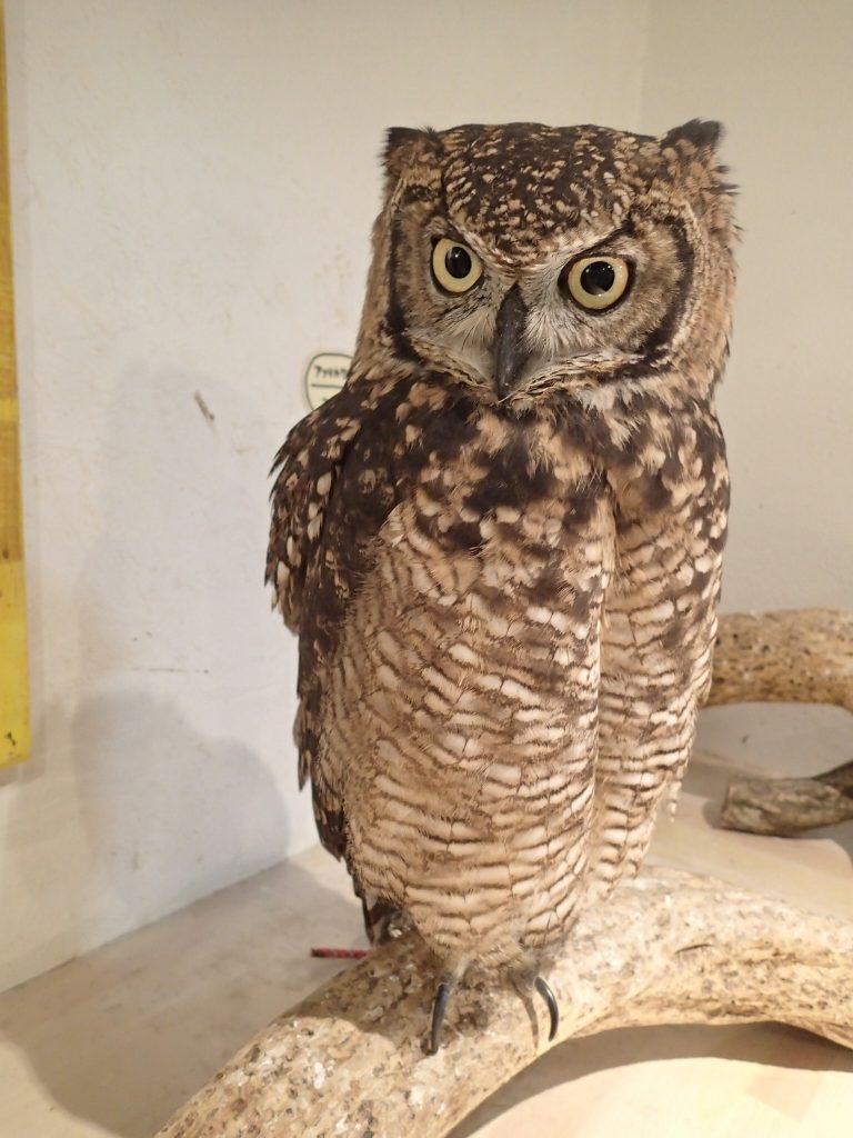 特殊遠征部隊owl 広島初のフクロウカフェ オウルドベース