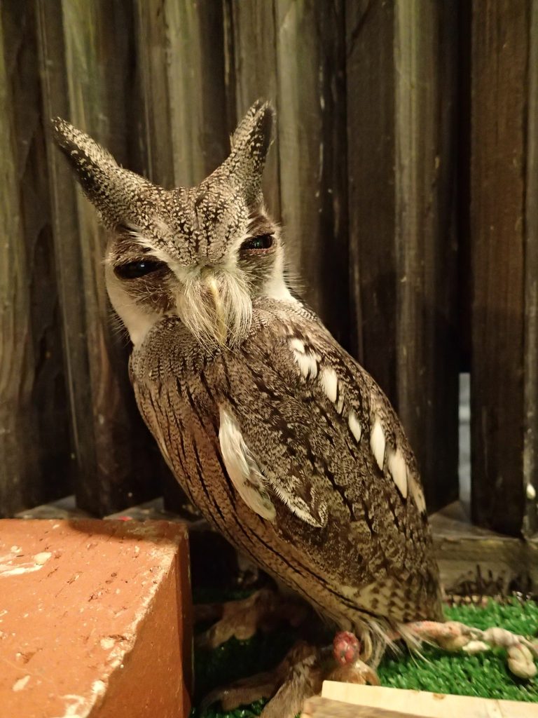 ひえぇ 広島初のフクロウカフェ オウルドベース