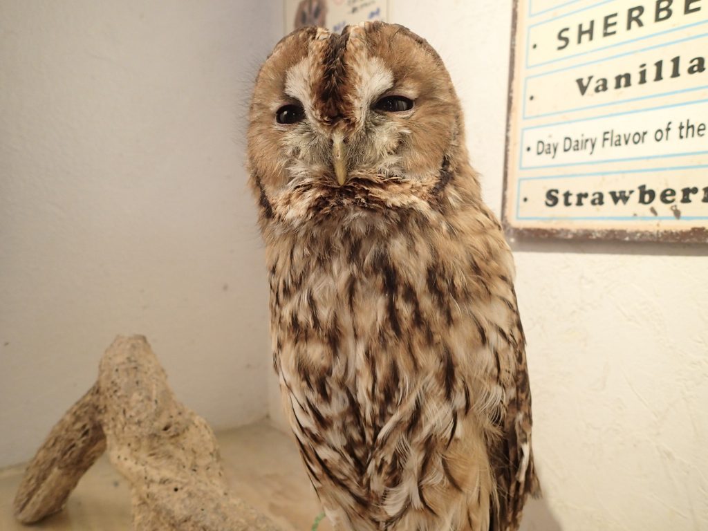 感謝の気持ちをこめまして 広島初のフクロウカフェ オウルドベース