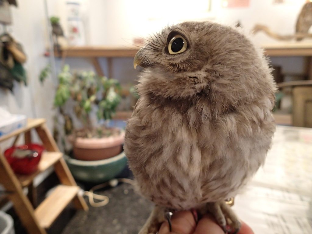 反則級の可愛さとは 広島初のフクロウカフェ オウルドベース