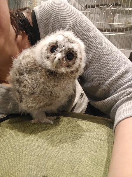 ヨウムのごーちゃん モリフクロウ兄弟のお世話を手伝う 広島初のフクロウカフェ オウルドベース