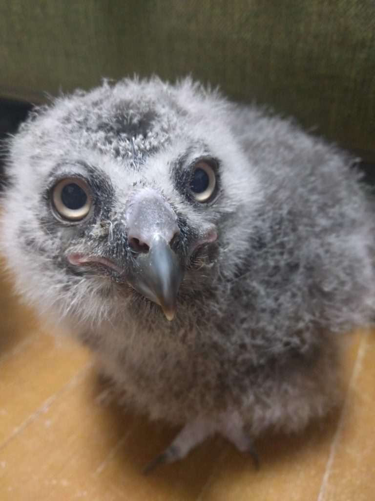 シロフクロウの雛 10 9まで35万円で販売中 広島初のフクロウカフェ オウルドベース