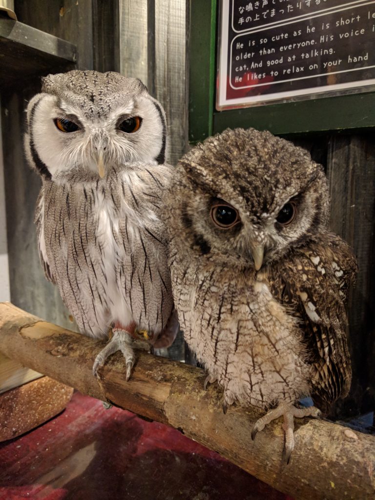 龍空 かたくり もう勝手にせぃ 広島初のフクロウカフェ オウルドベース