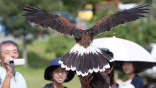 鷹・隼販売中】ハリスホーク、特徴と飼い方 | 広島初のフクロウカフェ オウルドベース