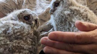 モリフクロウの雛が超絶可愛い～ | 広島初のフクロウカフェ